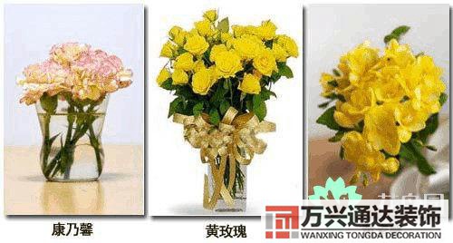 養花風水禁忌室內養花與擺放風水禁忌